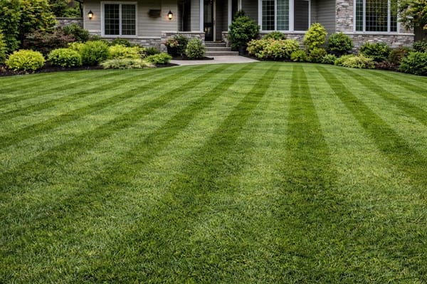Healthy green residential lawn
