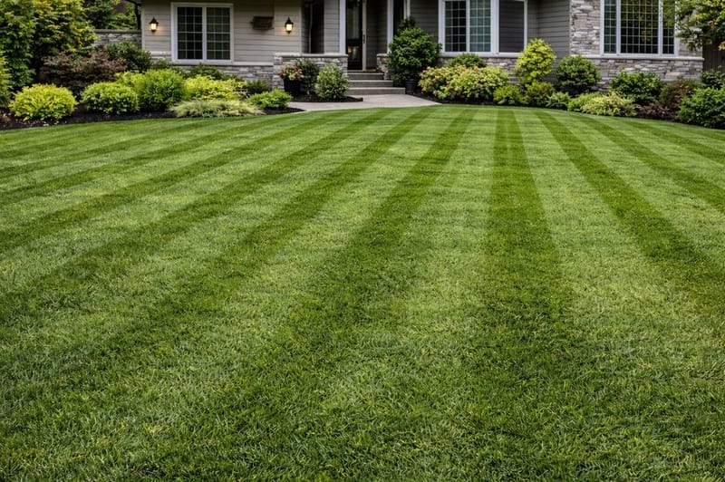 Lush green lawn after professional care